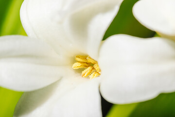 Fototapeta na wymiar Blooming white hyacinth flowers close-up macro photography