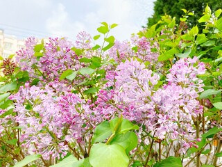 Obraz premium Spring ornamental plant lilac, purple clove flowers