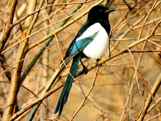 bird on the branch
