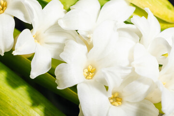 Blooming white hyacinth flowers close-up macro photography