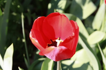erste tulpen