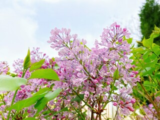 Spring ornamental plant lilac, purple clove flowers