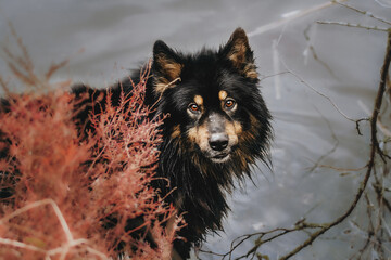 black wolf in the snow dog german shepherd