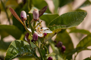pink magnolia flowers
