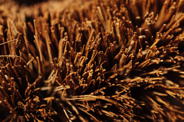 Macro photography of Brown brush bristles natural material