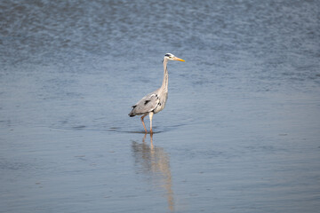 great blue heron ardea cinerea