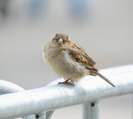A sparrow is sitting on a light metal railing