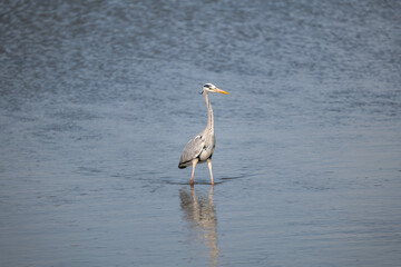 great blue heron