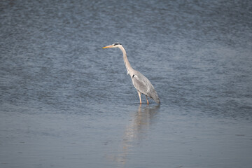 great blue heron ardea cinerea