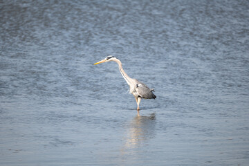 great white heron ardea cinerea