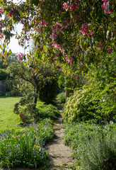 Slightly neglected, overgrown, secluded, messy suburban garden with crazy paving path, cherry blossom tree, shrubs, flowers and greenery.