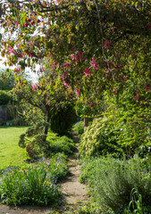 Slightly neglected, overgrown, secluded, messy suburban garden with crazy paving path, cherry...