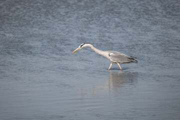 great blue heron ardea cinerea