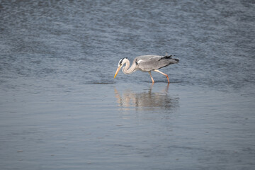 great blue heron