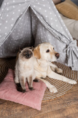 furry cat sitting on pillow near labrador dog in wigwam.