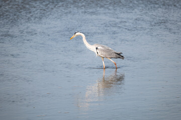 great blue heron ardea cinerea