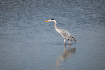 great blue heron