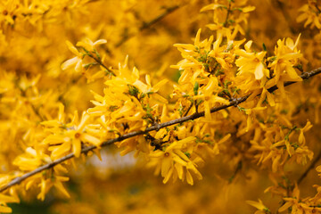 Forsythia in spring