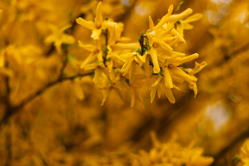 Forsythia in spring