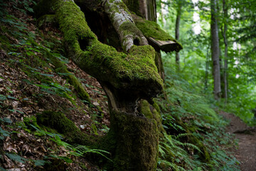 Wood. Stump. Log. Tree in the forest. Beautiful tree