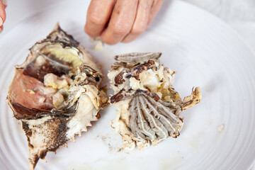 Close up of  the process of breaking down a fresh crab to take out the flesh