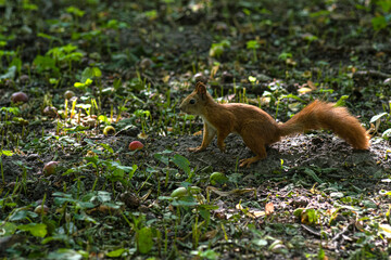 Squirrel in the forest. Beautiful squirrel. Rodent. squirrel runs