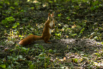 Squirrel in the forest. Beautiful squirrel. Rodent. squirrel runs
