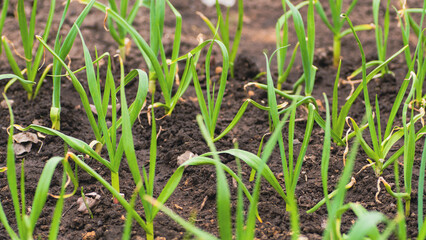 Beds with growing spring onion in windy weather. Blooming green saplings in ground in vegetable garden.