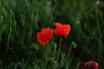 Find strength by looking at beautiful fragility.