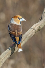 Hawfinch (Coccothraustes coccothraustes) perched on a branch in the forest.