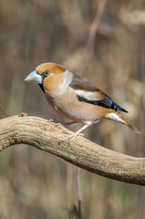 Naklejka premium Hawfinch (Coccothraustes coccothraustes) perched on a branch in the forest.