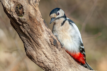Great Spotted Woodpecker (Dendrocopos major) perched on a branch in the forest.
