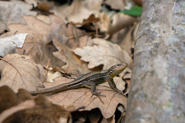 Common lizard in a forest