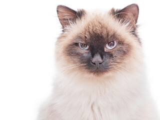 Cat breed Neva masquerade color color point. Portrait of a purebred beautiful cat isolate.