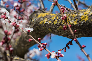 branch of a tree
