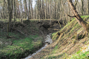 Deep moat in an oak forest. Path of stones. Beautiful landscape.