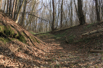 The path in the forest is covered with fallen leaves. Oak forest and moat.