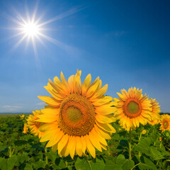 closeup sunflower flowers among green fields at summer sunny day, countryside agricultural scene
