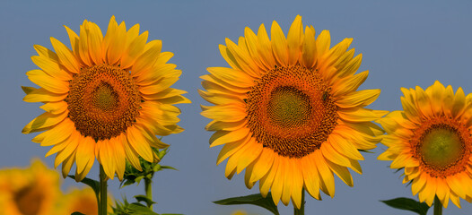 closeup sunflower flowers among green fields, countryside agricultural scene
