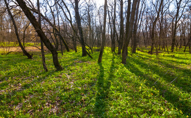 Naklejka premium green spring forest glade in light of sparkle sun, outdoor natural seasonal background