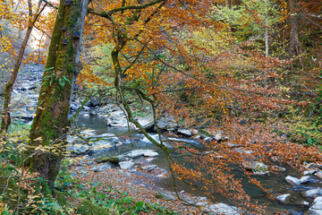 Beautiful leaf fall on mountain river at autumn. Carpathians. Ukraine.