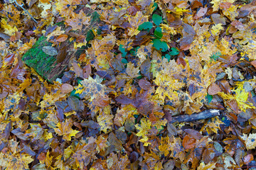 Leaf fall. Multicolor  leaves on the ground, close-up