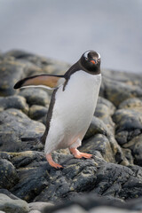 Fototapeta premium Gentoo penguin on rocks balancing with flippers