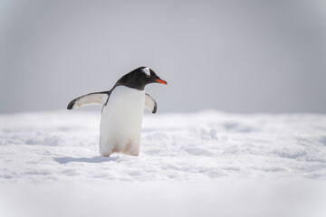 Obraz premium Gentoo penguin on snow holding out flippers