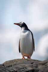 Gentoo penguin perched on rock looking left