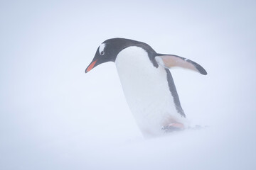 Gentoo penguin on snowy slope in blizzard