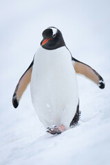 Fototapeta premium Gentoo penguin on snowy slope raising foot