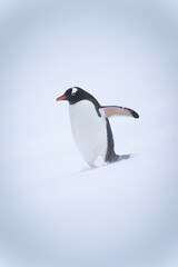 Gentoo penguin on snowy hill lifting flipper