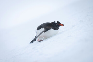 Gentoo penguin slides backwards down snowy slope