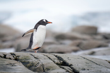Naklejka premium Gentoo penguin runs over rocks on shore